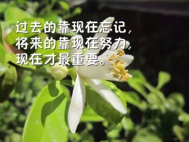 美因茨苦战到底，全力以赴赢得宝贵一分